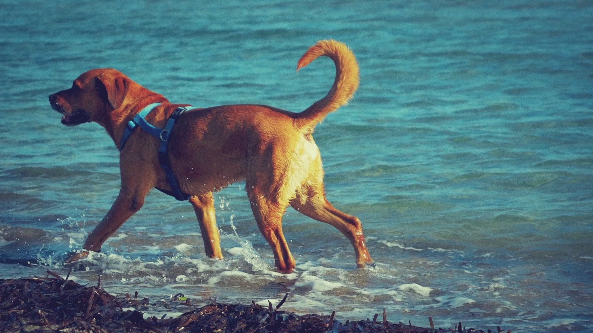 Video laden: Ein berührendes Video eines Hundes, der fröhlich am Strand entlangläuft und im Wasser spielt – eine Hommage an die Freude und unvergesslichen Momente, die er am Meer erlebt hat, und die tiefe Verbindung, die er zu diesem Ort hatte.